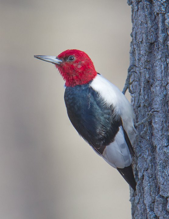 _3SB1766 red-headed woodpecker a85x11.jpg